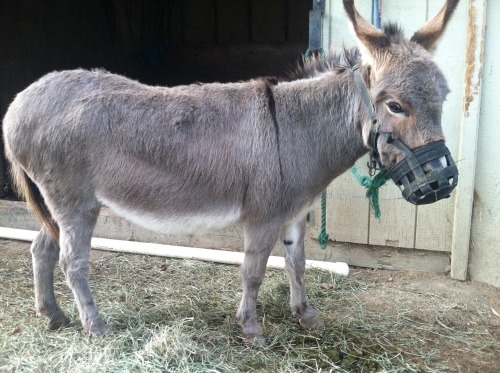 Submitted by Alexiorsay After helping an acquaintance’s mini donkey lose a lot of weight, I&rs