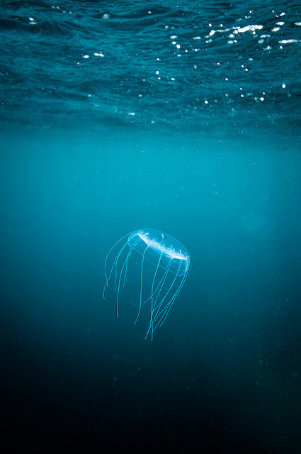 Porn photo 0ce4n-g0d:  Jellyfish taken with Sigma 8-16mm