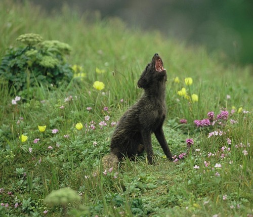 beautiful-wildlife:Vocalizing Arctic Fox by Joel Sartore