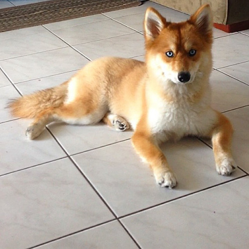 mitzusart: thisblogiscompletelypointless: awesome-picz: Meet Fox Dog, A Pomeranian-Husky Mix Who Is 