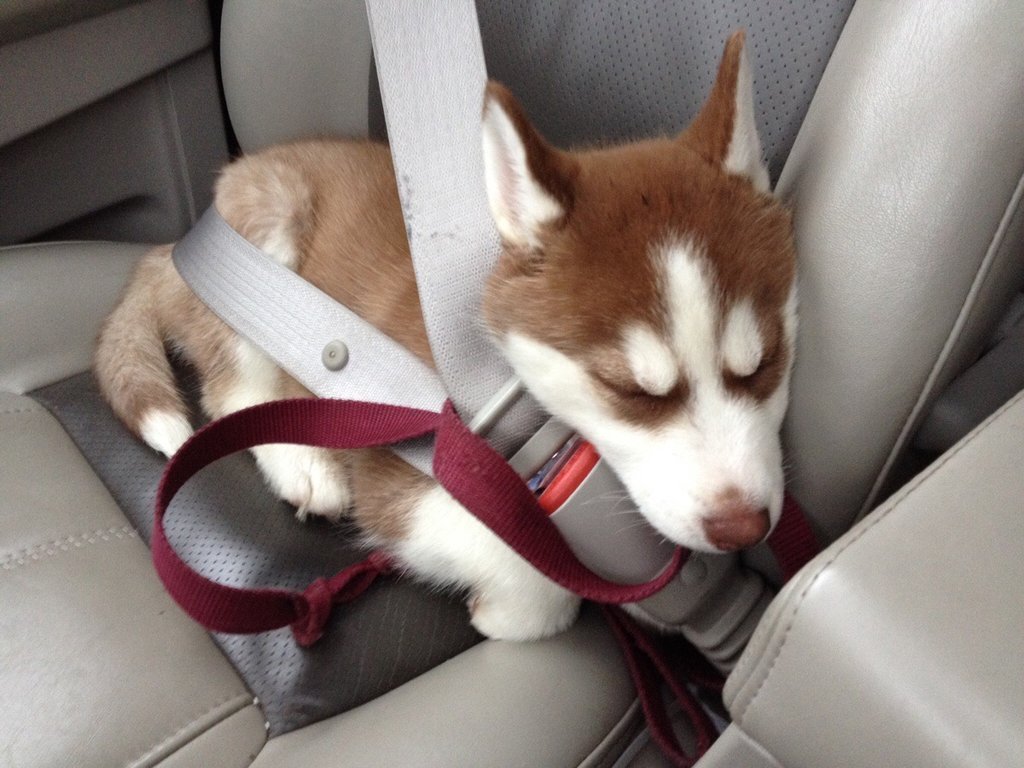 cute-overload:  It’s been a long day for Myahttp://cute-overload.tumblr.com