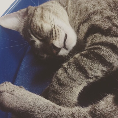 Sparky loves to sleep. Well, all cats do including me! Hahas.(submitted by mypersonalbrandofheroin)