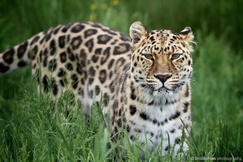 A striking Amur Leopard at the Big Cat Sanctuary!