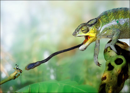 odditiesoflife:10 Wild Facts About Chameleons1 — Changes in light, temperature or emotion can prompt