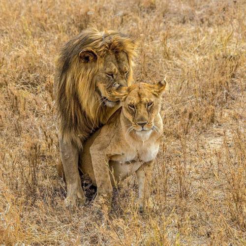 Happy New Year 2017. Photo by @levkphoto#serengeti #Tanzania