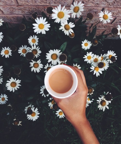 daisies &amp; chai.