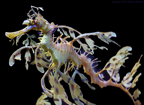 odditiesoflife:  Leafy Sea Dragons These stunning sea dragon pictures illuminate their mysterious beauty and extraordinary adaptations. The near-invisibility of their fins gives the sea dragons the appearance of floating seaweed that is drifting with