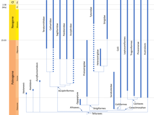 albertonykus:If you’re ever in need of bird phylogenies plotted against geologic time, I’ve got you 