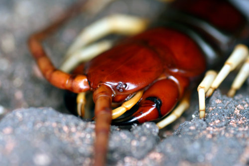 cool-critters:  Amazonian giant centipede (Scolopendra gigantea)The Amazonian giant centipede is one of the largest representatives of the genus Scolopendra with a length up to 30 cm. It can be found in various places of South America and the Caribbean,