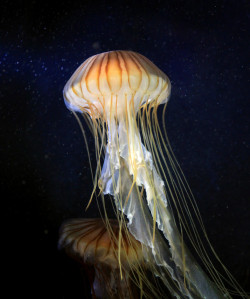 mooonjellies:  Jormungand