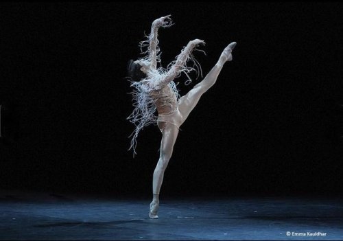 strechanadi:Mathieu GanioMen in motion 2017 - Claire de Lune, Le lac des cygnesphoto: Emma Kauldhar