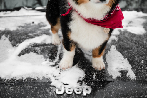 took photos of Darwin & they ended up looking like a Jeep adfollow Darwin’s adventures on instag