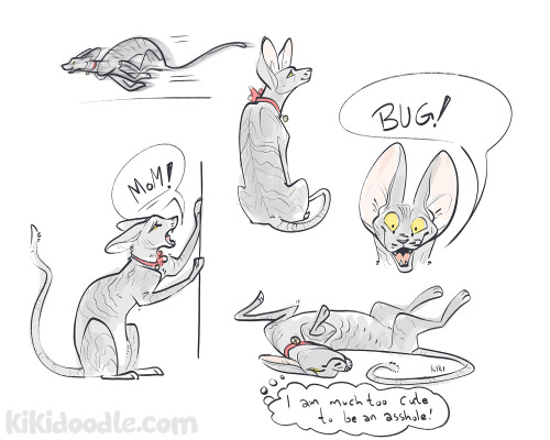 Doodles of my cornish rex Jiji in his various states.