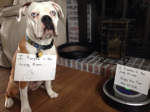 dogshaming:Room’bad girl!We are starting to leave Stella out of her kennel when we are gone for shor