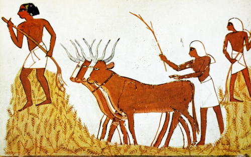 Using Cows to Trample WheatA detail of wall painting in the Tomb of Menna ‘Inspector of Estates and 