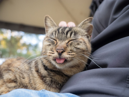 neko-no-oto:腹に登頂。無事成功。She had a bit of trouble climbing up, but she was able to safely relax on my lap.2018年11月撮影。Taken November 2018.