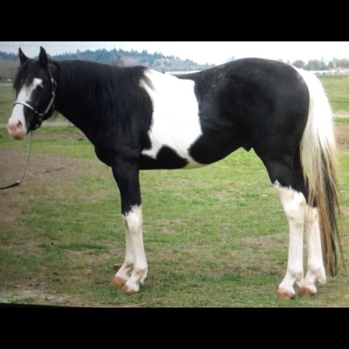 @craigslisthorses @fuglyhorses She&rsquo;s offering these two for stud along with a few others, 