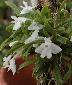 orchid-a-day: Dendrobium chionanthum Syn.: