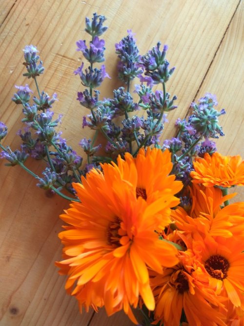 My lavender/calendula flowers ^ ^ Ah, sweet herbalism x)