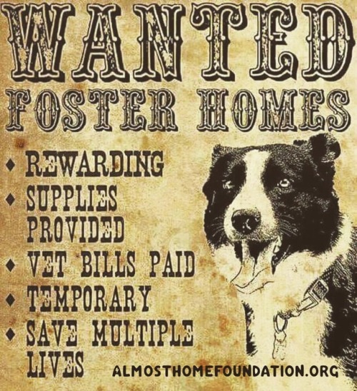 We need FOSTER HOMES help these pups and sign up to be a foster so they can have the comfort of home