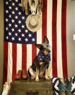 boardsandbridles:Red, White, and Blue heeler.