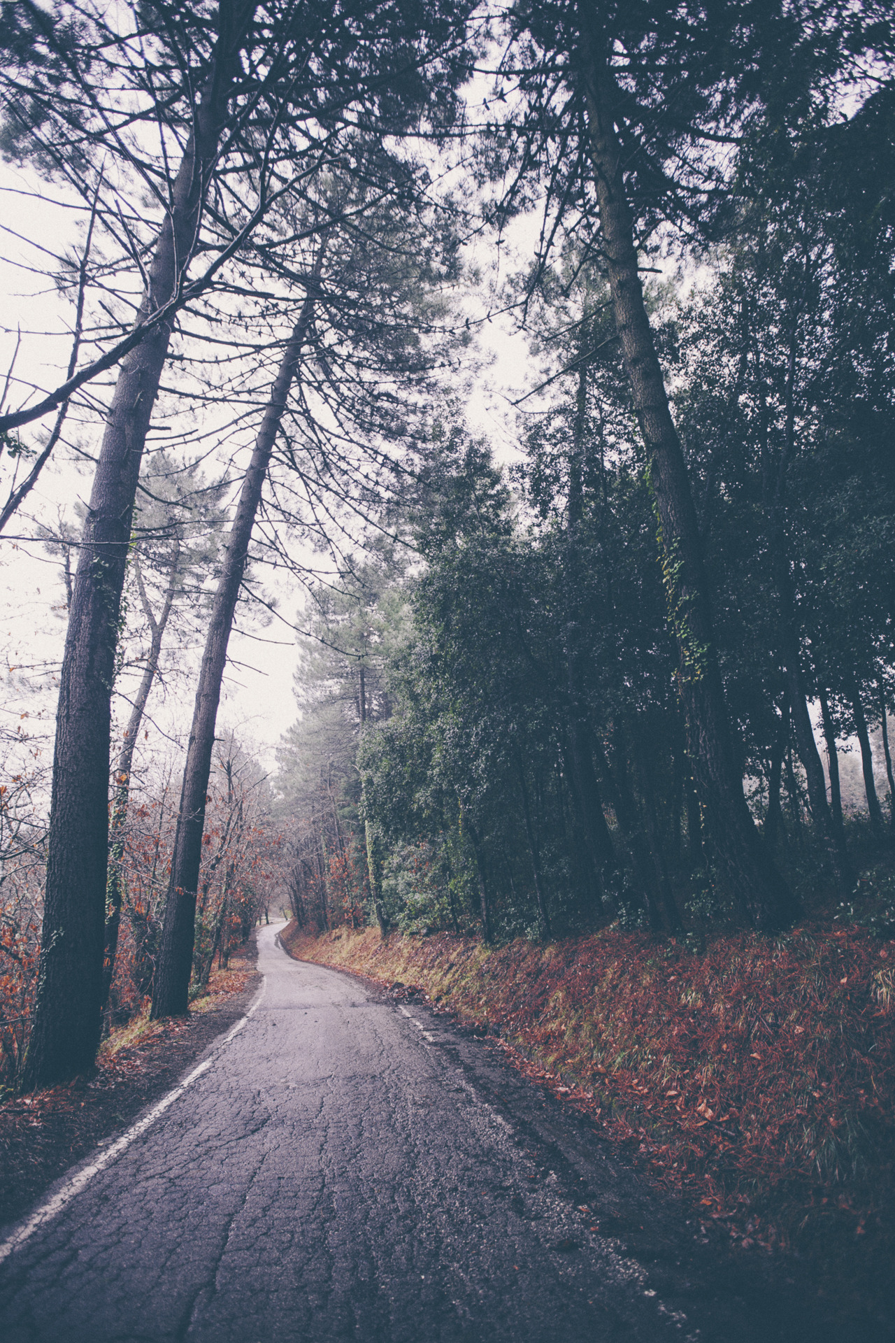 elenamorelli:  { this road, again }-i just love how tall these pines are- 
