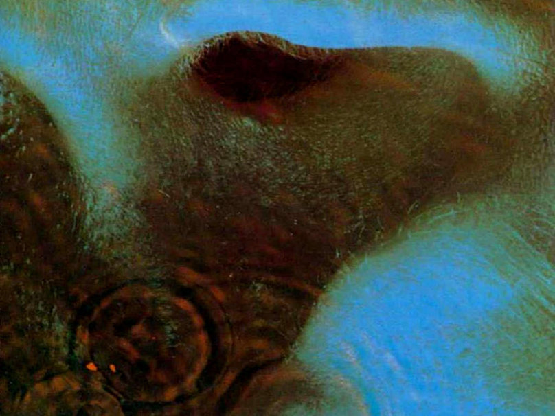 magictransistor:  Pink Floyd . Meddle . EMI/Harvest Records . 1971
