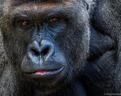 Rest in peace, Harambe.Photo by:  Robert Streithorst via flickr