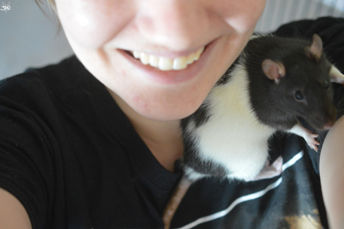 3milysrats:I don’t get many photos of Tuesday because she’d rather cuddle than pose for pictures!