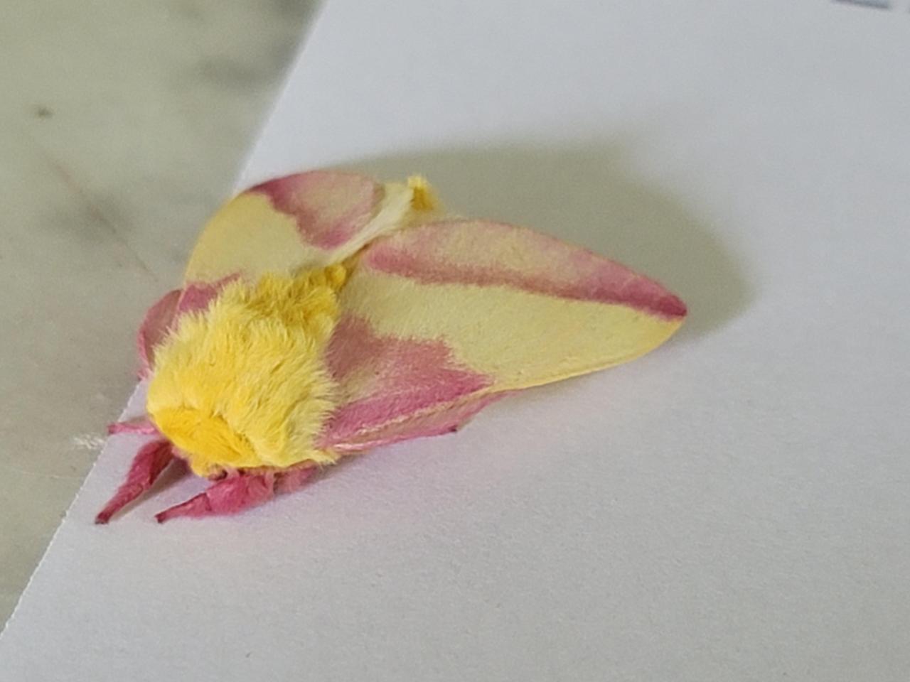 found this fluffy pink and yellow baby sleeping on a sheet of paper #Cute#Sweet#Aww#awesome