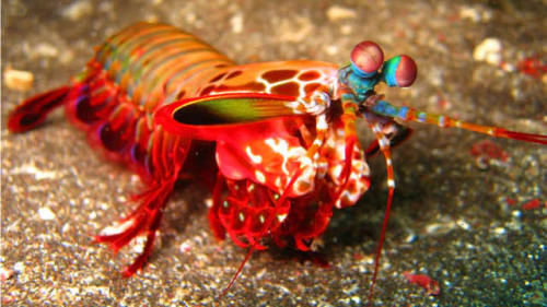 Peacock Mantis Shrimp 