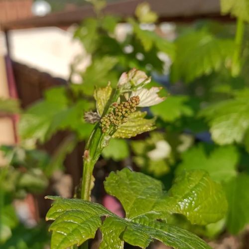 #springIsHere #vigne #chardonnay #vineyard #piedDeVigne #vine #terrasse #velotte #onDiraitLeSud #bes