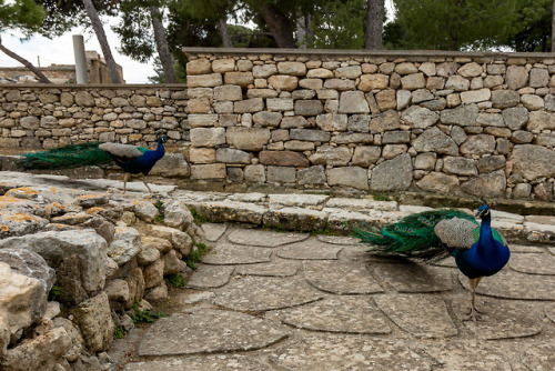 Visitors.Peacock at the palace of Knossos, Crete.