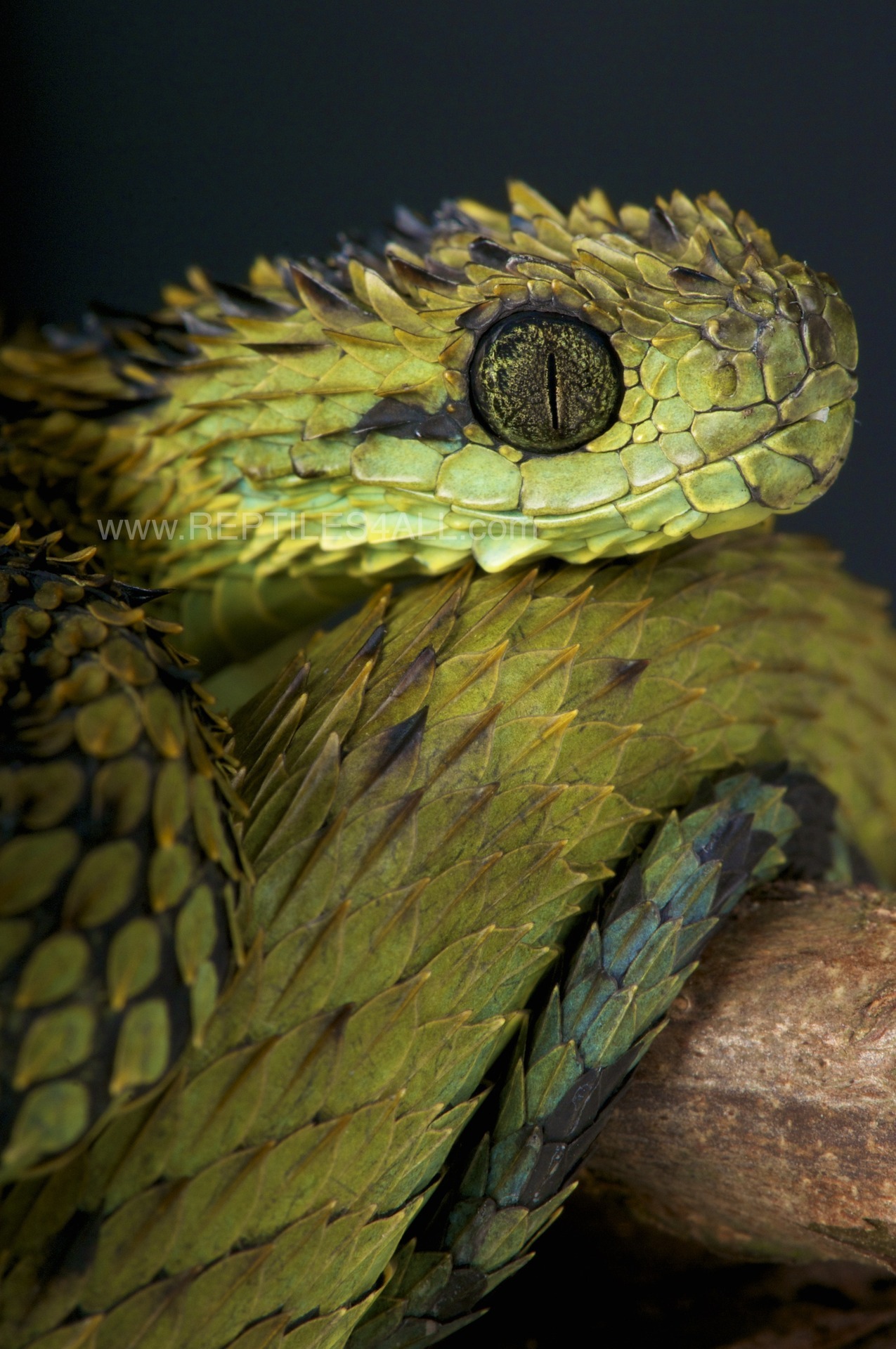 Atheris hispida - Spiny bush viper  Snake, Beautiful snakes, Pretty snakes