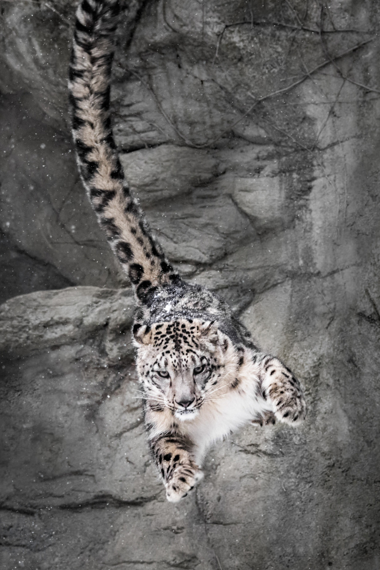 beautiful-wildlife:  Snow Leopard Wall Bounce by Abeselom Zerit