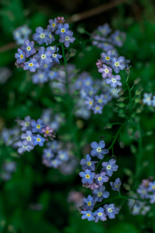 Forget-me-not