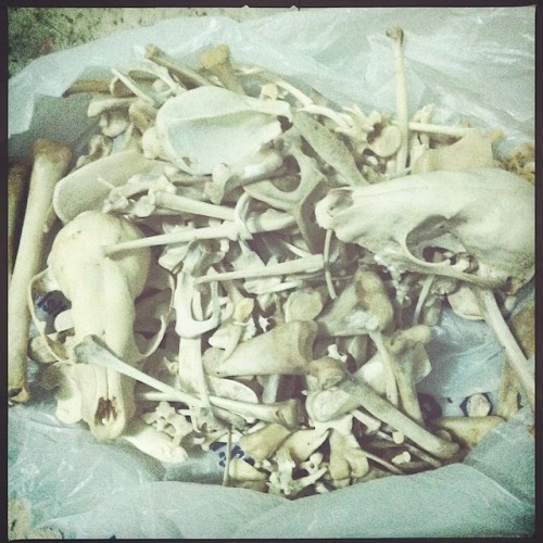 Wet bones and toothy smiles. Supplies that took all year to suss out. <3 #bonejewelry #bonehunter