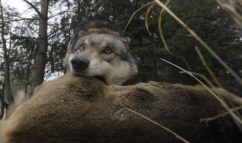 wolveswolves:  By Jaroslav Vogeltanz