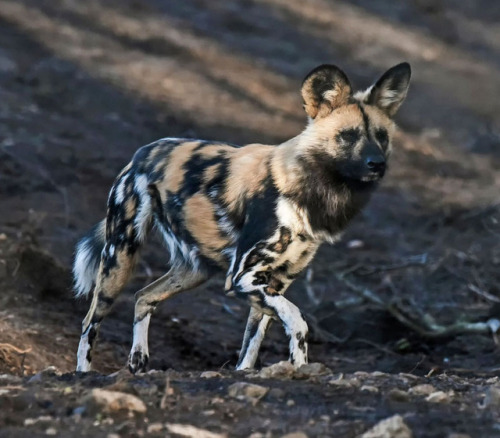 trilllizard666: ainawgsd:  ainawgsd: African Wild Dogs May was a really tough month to choose, so many cool animals! But African Wild Dogs are probably my favorite animal, so they won out!  i remember these fuckers from every time they tried to rip my