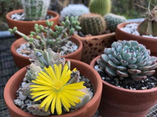 Well, at least #SchwantesiaRuedebuschii is enjoying the 80°F January weather! #succulents #schwantes