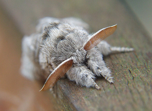 silverhawk:moth friend board adult photos