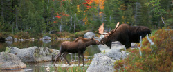 gentlemanfisherman:Kissing Moose.