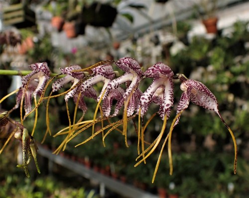 orchid-a-day:  Masdevallia superbiensSyn.: Spilotantha superbiensDecember 2, 2019 