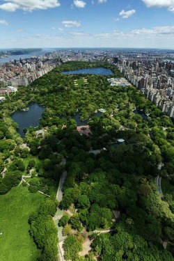 newyorkhabitat:  Central Park in New York City!