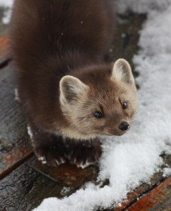 funkysafari:  Pine Marten by travelling.steve