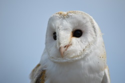 featheroftheowl:  Barn Owl By http://pixtours.tumblr.com/ 