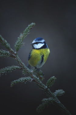 Lsleofskye:  Cold Feet 🐥❄️ | Life.by.linus