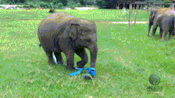 littleanimalgifs: Cute baby elephant and a blue ribbon (Source)