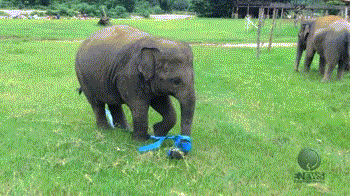 Sex littleanimalgifs: Cute baby elephant and pictures