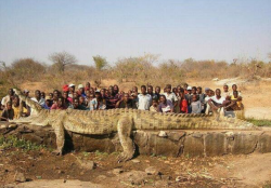 luftwaffe-kuken:  revengeofthemudbutt:  meggannn:  thetweetest:  They shot this 23ft, 1200kg crocodile after he killed 5 fellow villagers, Niger.  #that is not a crocodile that is a dinosaur  HOLY SHIT  whatthafuck  what the fuck they used to shoot him